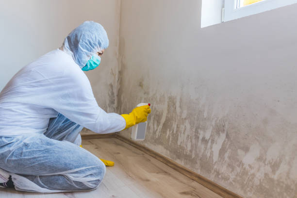 Mold Remediation specialist working in Hamburg